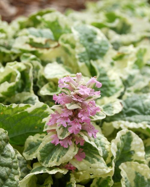 Ajuga reptans 'Pink Lightning'