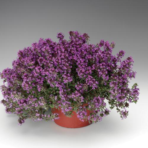 Thymus praecox 'Coccineus'