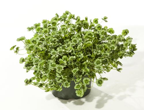 Trifolium repens '4 Luck® Green Glow'