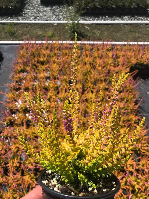 Heather 'Calluna vulgaris 'Firefly''