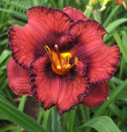 Hemerocallis 'Berrylicious'