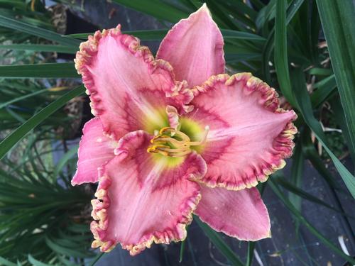 Hemerocallis 'Princess Tutu'