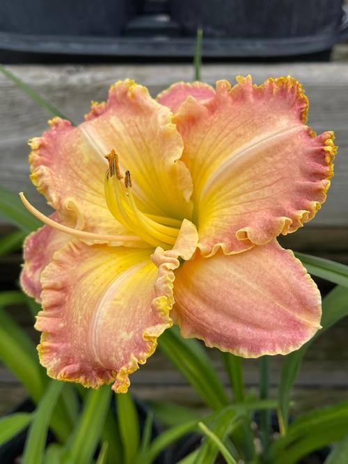 Hemerocallis 'Jekyll Island'