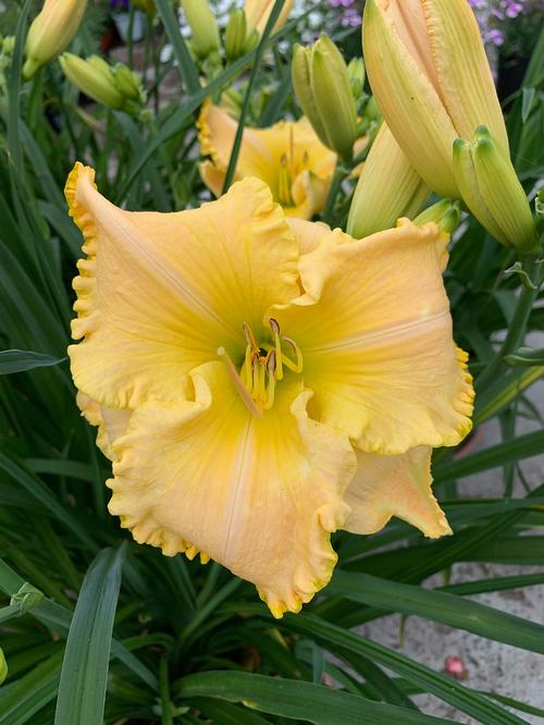 Hemerocallis 'St. Catherine's Island'