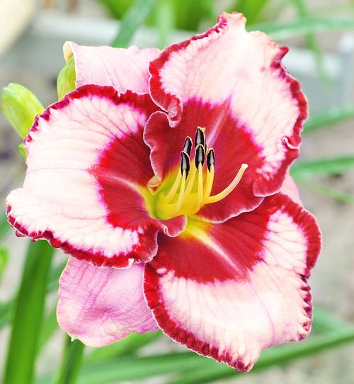 Hemerocallis 'Lies and Lipstick'