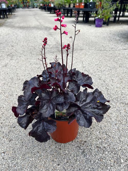 Heuchera 'Black Forest Cake'