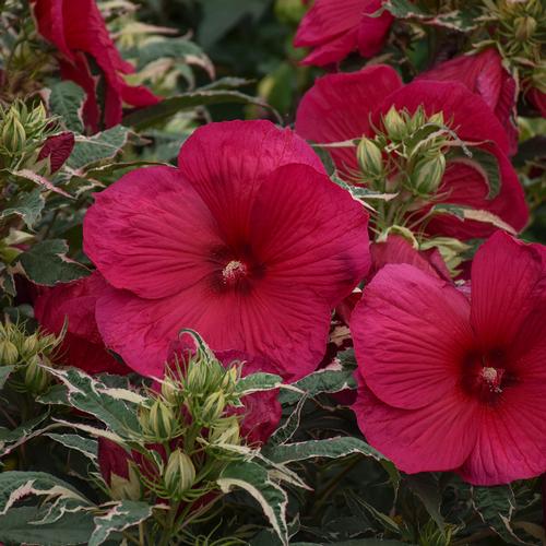 Hibiscus 'Summer Carnival'