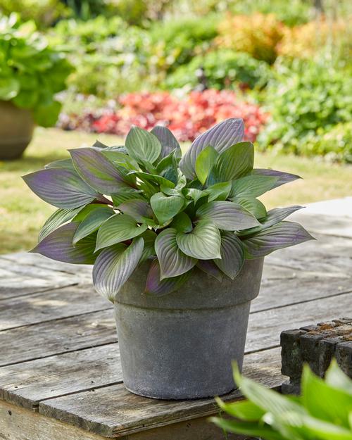 Hosta 'First Blush'