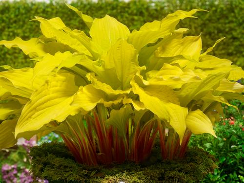 Hosta 'Lipstick Blonde'