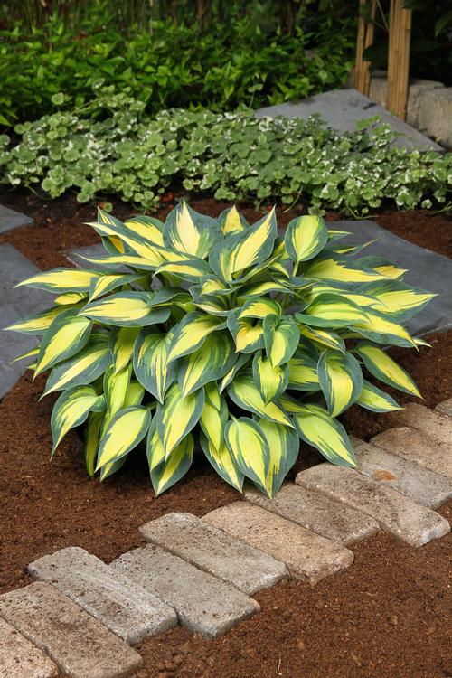 Hosta Magic Island