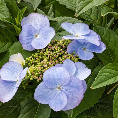 Hydrangea 'GameChanger® Blue'