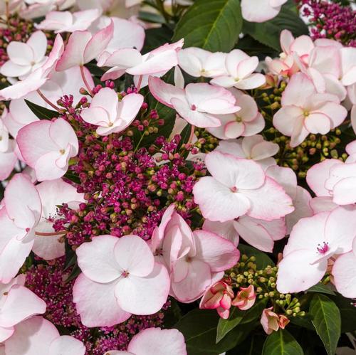 Hydrangea 'GameChanger® Picotee'
