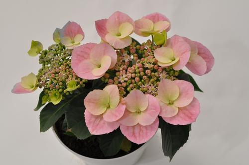 Hydrangea 'GameChanger® Pink'