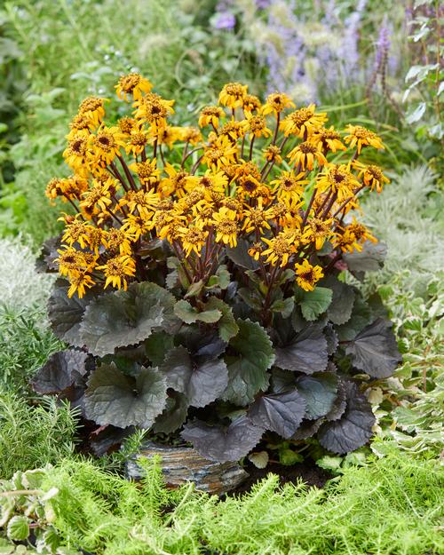 Ligularia dentata 'Pandora'