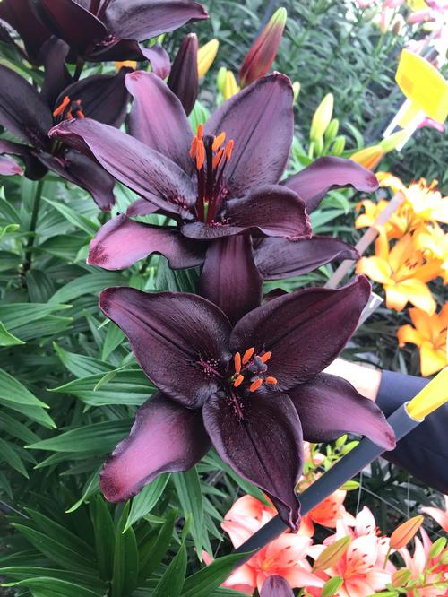 Lilium - Asiatic Lily 'Secret Kiss'