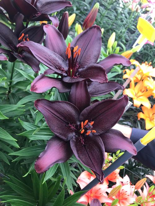 Lilium - Asiatic Lily 'Secret Kiss'