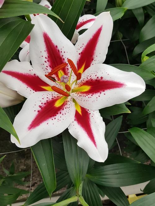 Lilium - Oriental Lily 'Big Smile'
