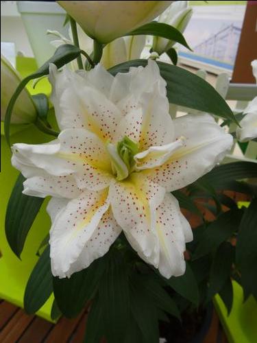 Lilium - Oriental Lily Double Flowering 'Roselily™ Sita'