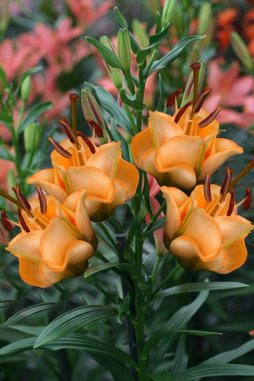 Lilium - LA Hybrid Lily 'Apricot Fudge'