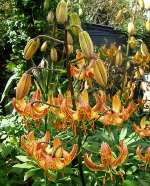 Lilium - Specialty Lily martagon 'Sunny Morning'