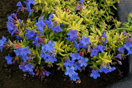 Lithodora 'Gold 'N Sapphires'