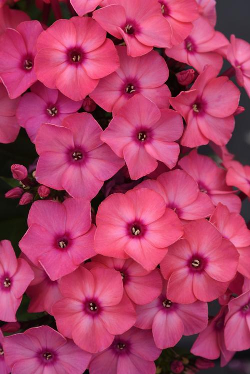 Phlox Medium Garden paniculata 'Super Ka-Pow™ Coral'