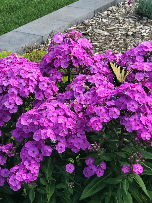 Phlox Medium Garden paniculata 'Super Ka-Pow™ Lavender'