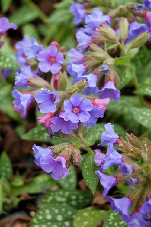 Pulmonaria 'Trevi Fountain'