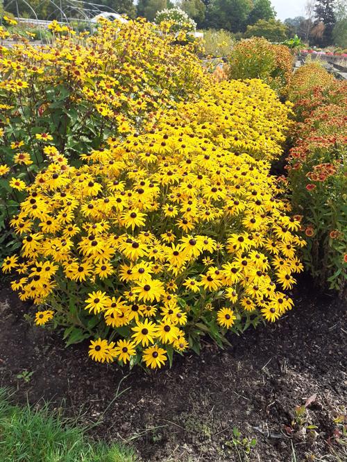 Rudbeckia fulgida 'Goldblitz'