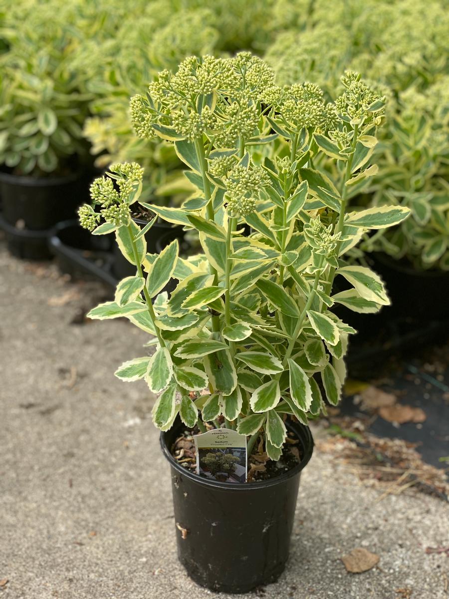 Sedum Tall Upright Clumping 'Frosted Fire'