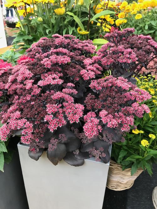 Sedum Medium Clumping or Arching 'Mojave Jewels™ Diamond'