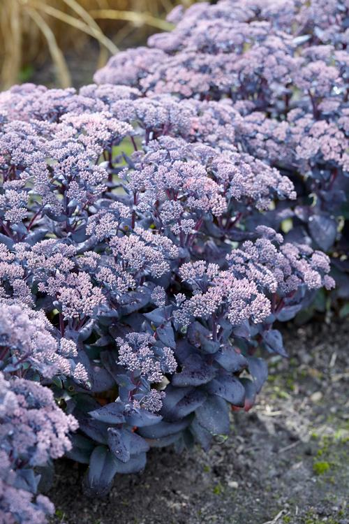 Sedum Medium Clumping or Arching 'Mojave Jewels™ Sapphire'