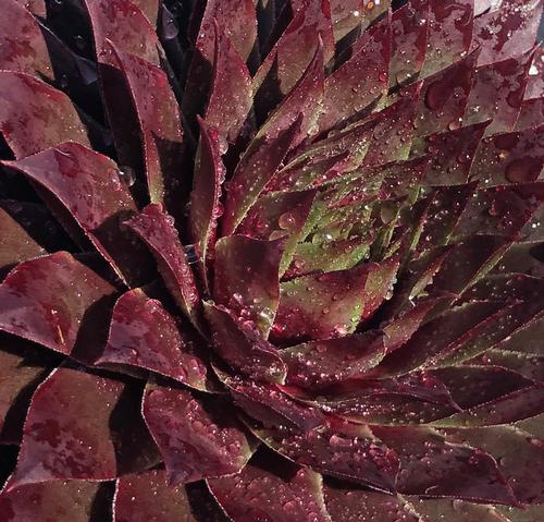 Sempervivum 'SuperSemp® Ruby'