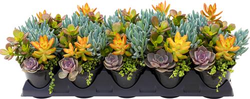 Succulent 'Seaside Sultan™'