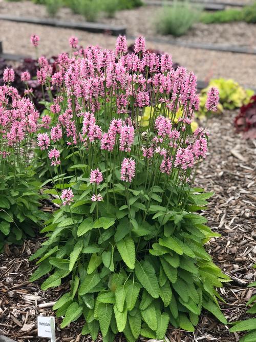 Stachys 'x Summer Crush'