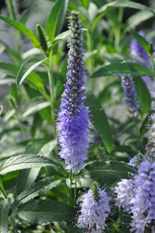 Veronica longifolia 'Vernique® Shining Sea'