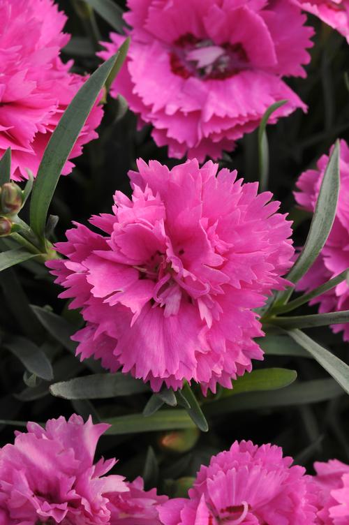 Dianthus 'Everlast™ Orchid'