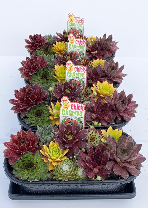 Sempervivum Chick Charms® '11