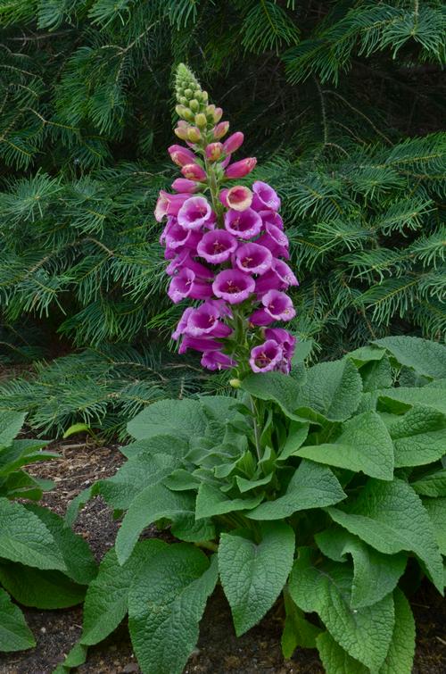 Digitalis purpurea 'Candy Mountain Rose'