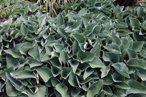 Hosta 'Blue Cadet'