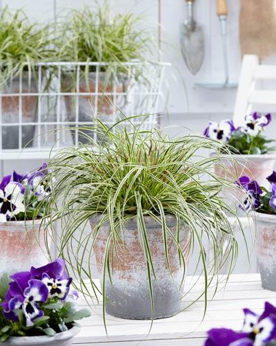 Carex oshimensis 'EverColor® Evercream'