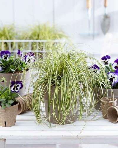 Carex oshimensis 'EverColor® Everoro'