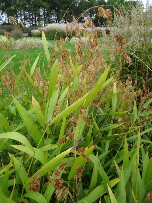 Chasmanthium latifolium