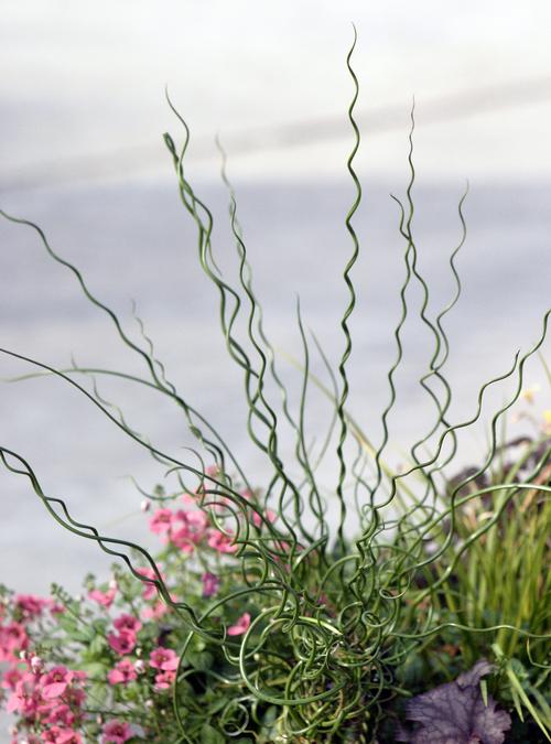 Juncus effusus 'Big Twister'