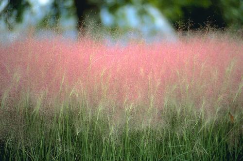 Muhlenbergia capillaris 'Pink'