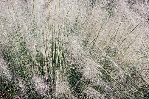 Muhlenbergia capillaris 'White'