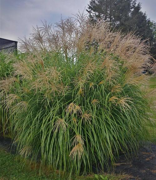 Miscanthus sinensis 'Fat Cat'
