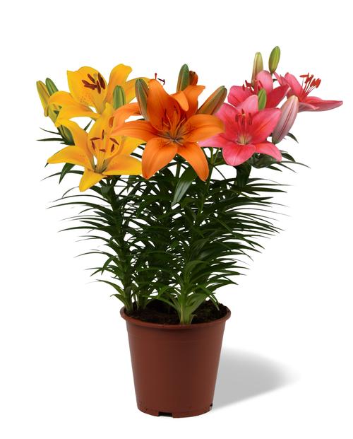 Lilium - Asiatic Pot Lily Looks™ 'Bloom Fusion Pink Cheeked Parrot'