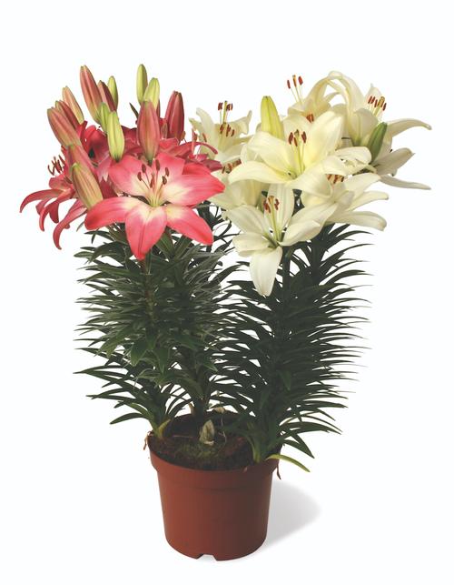 Lilium - Asiatic Pot Lily Looks™ 'Bloom Fusion Flamingo'