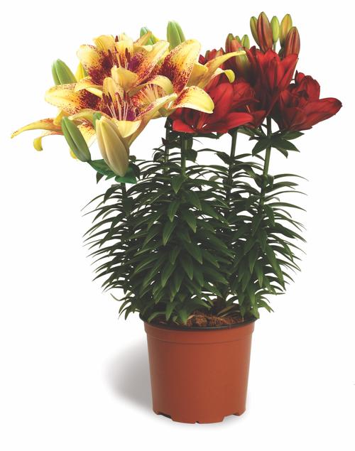 Lilium - Asiatic Pot Lily Looks™ 'Bloom Fusion Tanager'